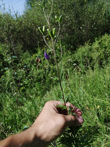 Aconitum baicalense (Aconitum baicalense)