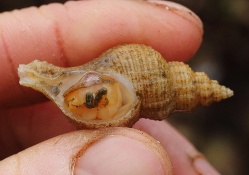 Scabrotrophon maltzani