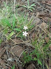 Phlox woodhousei