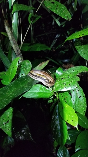 Mastigodryas alternatus