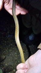 Mastigodryas alternatus