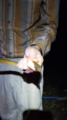 Mastigodryas alternatus