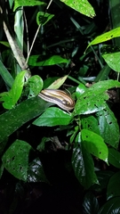 Mastigodryas alternatus