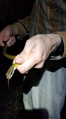 Mastigodryas alternatus