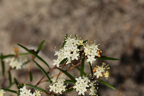Phebalium squamulosum iNat (2)