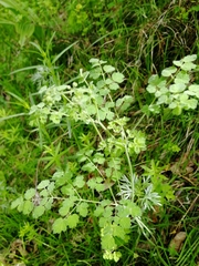 Thalictrum foetidum
