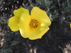 Calochortus aureus