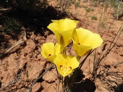 Calochortus aureus