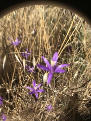 Brodiaea leptandra