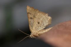 Odontopera bidentata