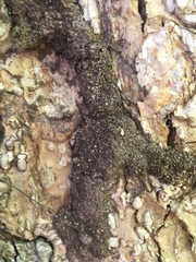 Nasutitermes corniger