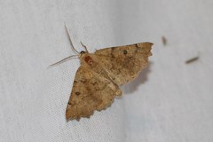 Odontopera bidentata