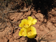 Calochortus aureus