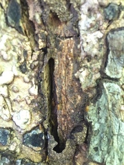 Nasutitermes corniger