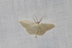Scopula floslactata