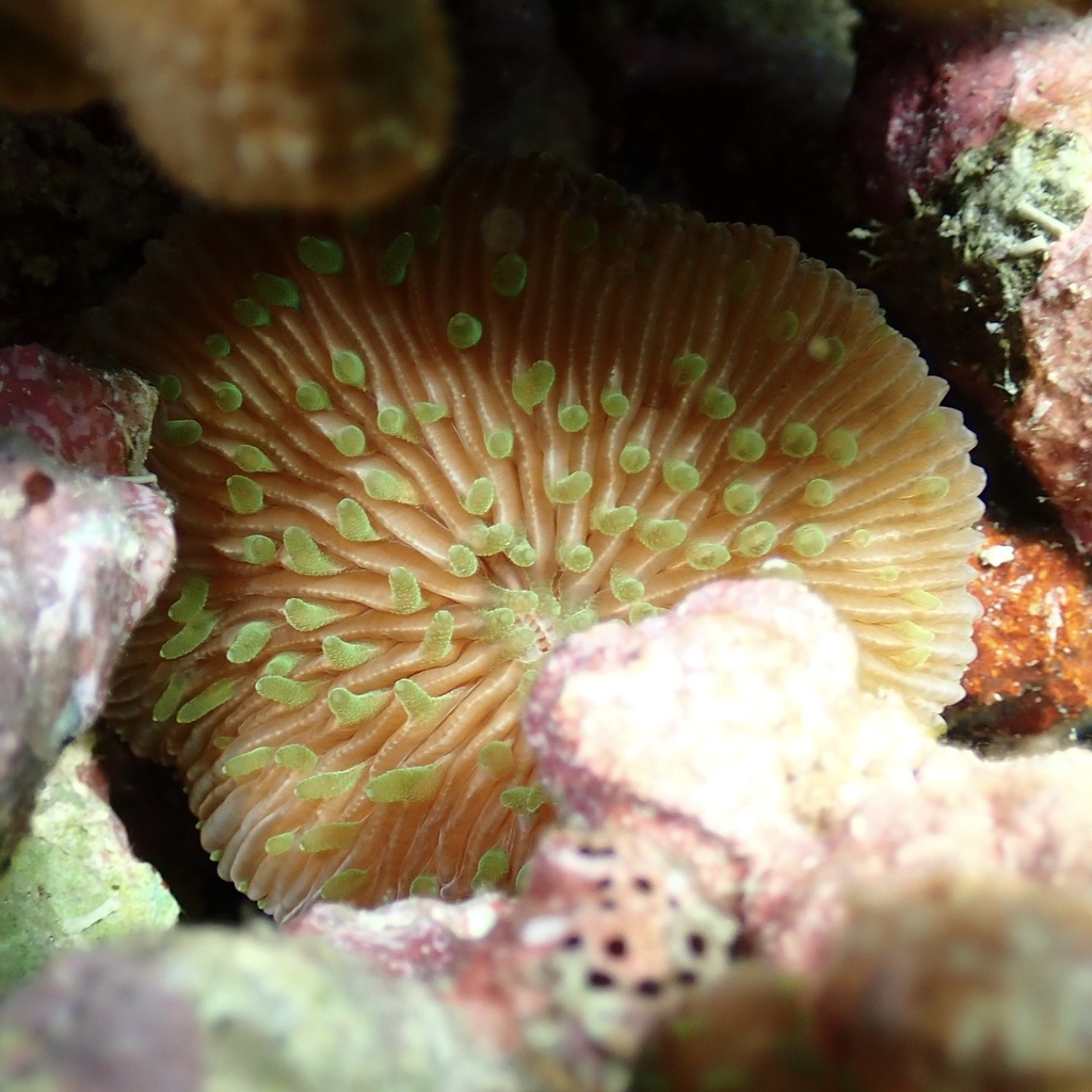 Oval Mushroom Coral