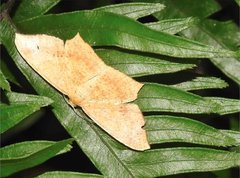 Krananda falcata