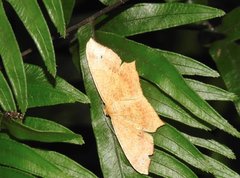 Krananda falcata