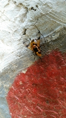 Volucella inflata