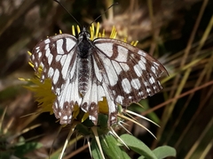 Melanargia ines