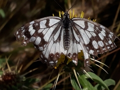 Melanargia ines