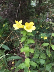 Aureolaria grandiflora