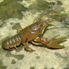 Cambarus robustus