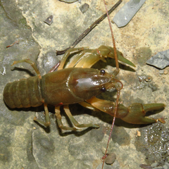 Cambarus robustus