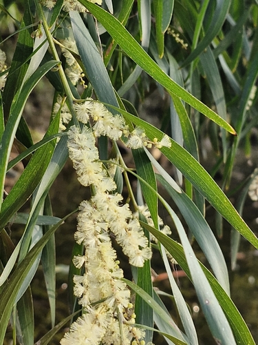 Image of Acacia floribunda by (c) ronavery, some rights reserved (CC BY)