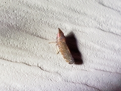 Scaphytopius rubellus