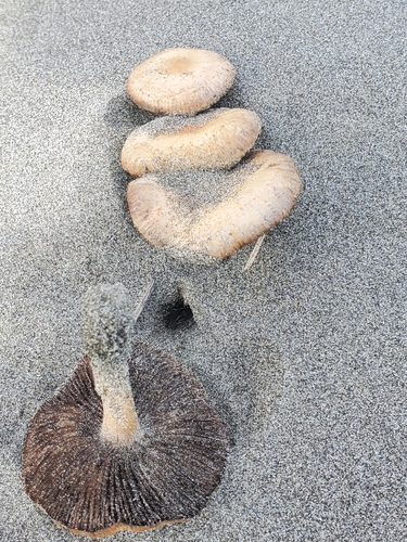 Beach Brittlestem