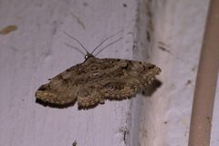 Toxonprucha repentis