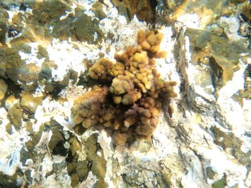 Spongoclonium observed 2023-11-05