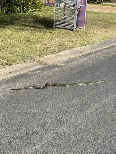 Diamond Python sighting