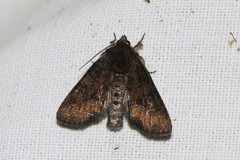 Oligia latruncula