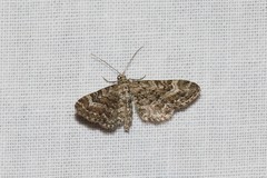 Eupithecia nanata