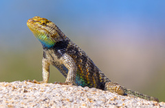 Desert Spiny Lizard photo 3