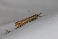 Crambus pratella