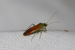 Dichrooscytus rufipennis