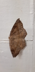 Eutrapela clemataria