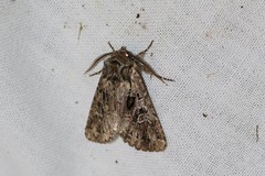 Pachetra sagittigera