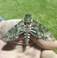 Agrius cingulata