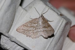 Perconia strigillaria