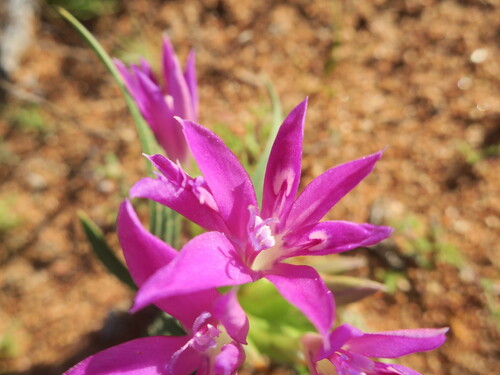 Babiana curviscapa G.J.Lewis