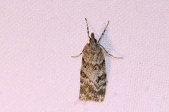 Scoparia ambigualis