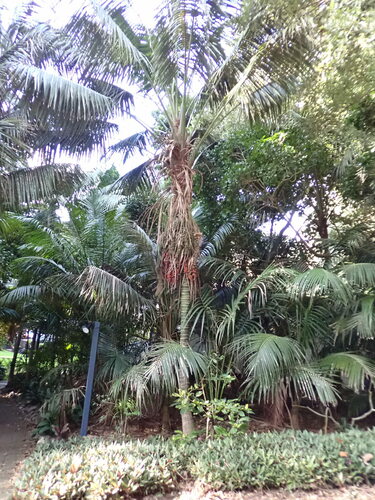Foto de Kentia