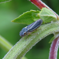 Graphocephala hieroglyphica