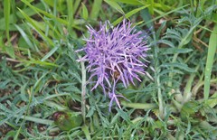Carthamus mitissimus