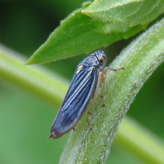 Graphocephala hieroglyphica