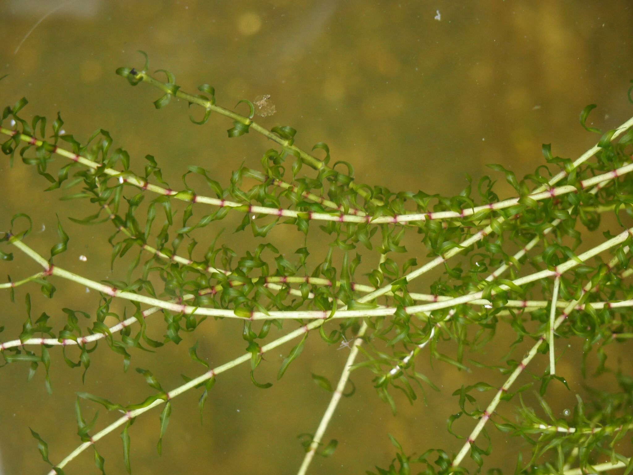 Elodea nuttallii